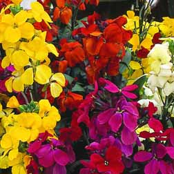 Wallflower 'Most Scented' Mix - 36 plugs