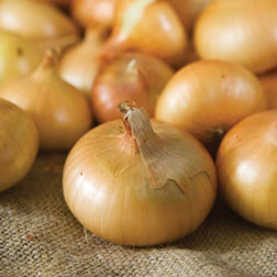 Onion ‘hylander’ F1 Hybrid (spring Planting) – 75 Onion Sets – Avacero
